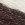 Picture of CASEY 01 CAVALINO PANNA+BROWN
